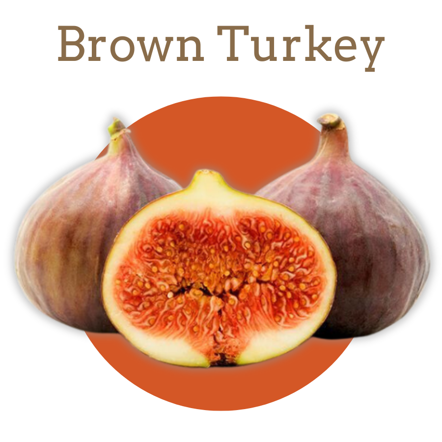 Brown Turkey Figs