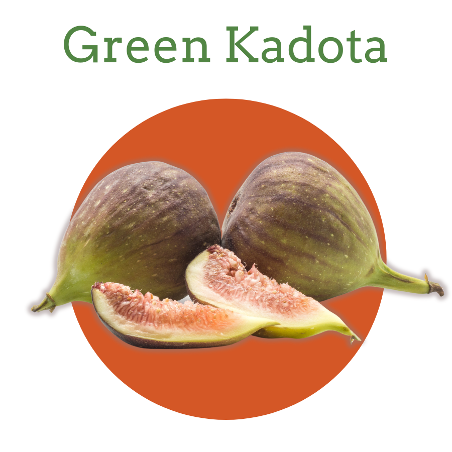 Green Kadota Figs